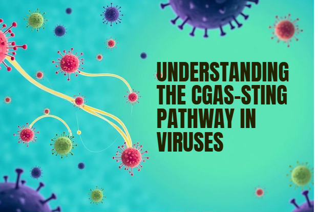 Critical Review on the Role of cGAS-STING Pathway in Cellular Response to Viral Reactions